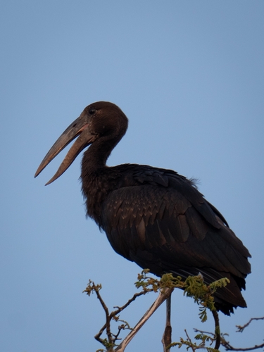 iNaturalist image