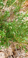 Olearia decurrens