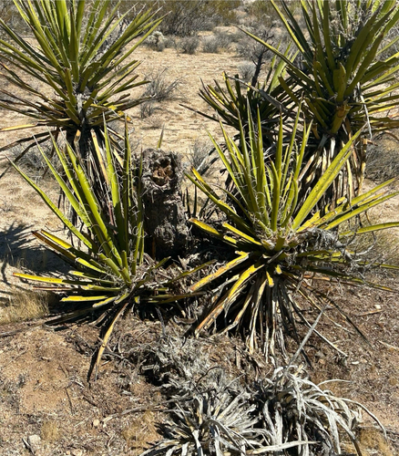Neotoma lepida observed 2026-10-18