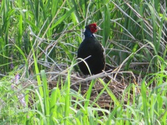 Phasianus versicolor
