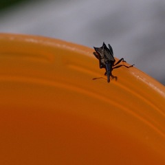 Scolopterus penicillatus