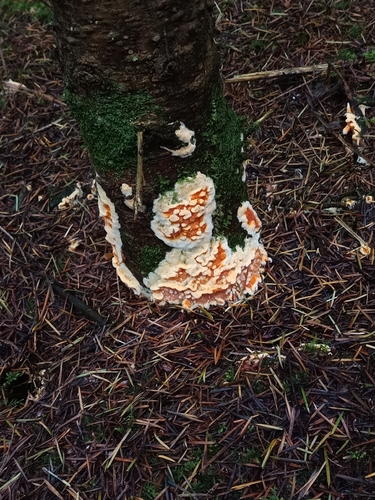 Mollusca observed 2026-10-19
