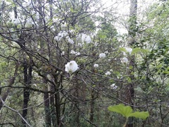 Cornus florida urbiniana