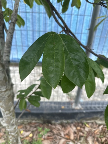 Annona muricata observed 2026-10-20