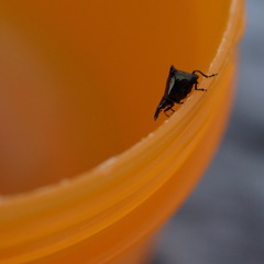 Scolopterus penicillatus