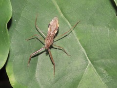 Epidaus