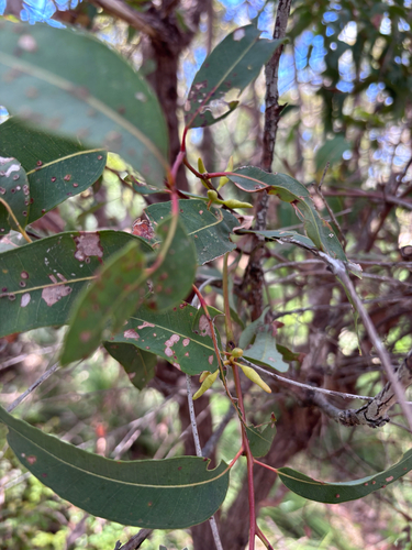 Eucalyptus marginata observed 2026-10-20