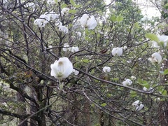 Cornus florida urbiniana