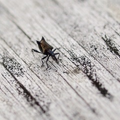 Scolopterus penicillatus