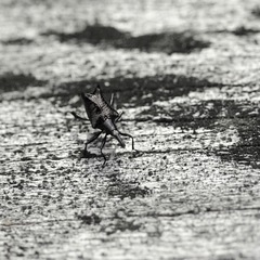 Scolopterus penicillatus