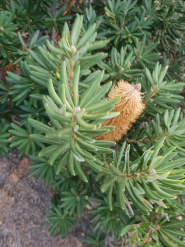 Banksia verticillata (Banksia verticillata)