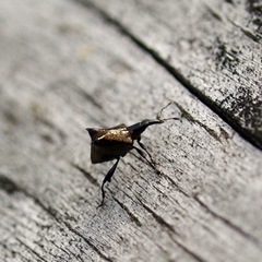 Scolopterus penicillatus