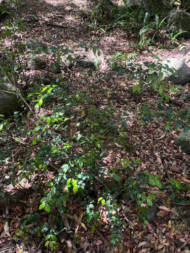 Backhousia myrtifolia observed 2026-09-26