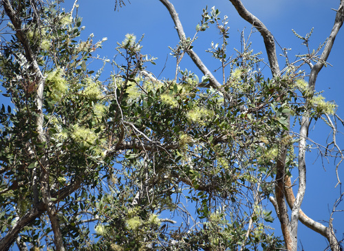 Melaleuca nervosa observed 2026-08-19