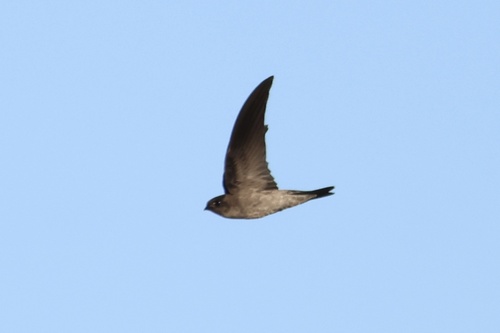 Aerodramus observed 2026-10-19