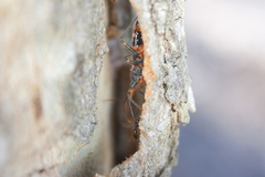 Havinthus rufovarius