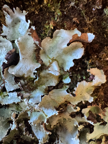 Parmotrema reticulatum observed 2026-10-17