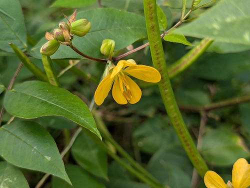 Senna occidentalis observed 2026-10-20