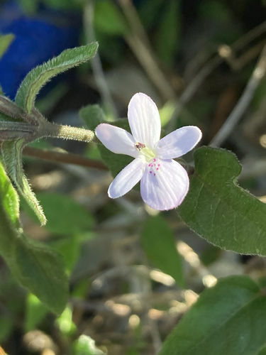 Pseuderanthemum observed 2026-10-20