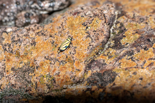 Stirellus observed 2026-10-10