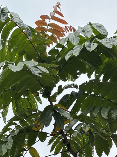 Pometia pinnata observed 2026-10-20