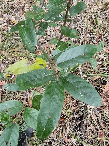 Alphitonia excelsa observed 2026-10-20
