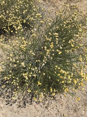 Acamptopappus sphaerocephalus