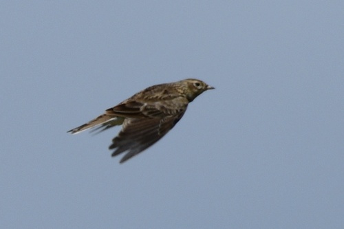 Alauda arvensis observed 2026-10-19