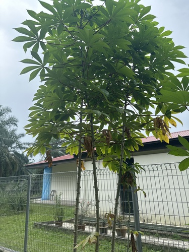Manihot esculenta observed 2026-10-20