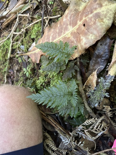 Abrodictyum elongatum observed 2026-10-20