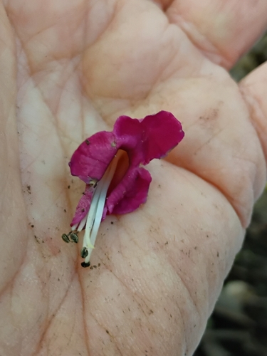 Vitex lucens observed 2026-10-20