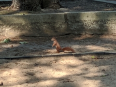 Sciurus vulgaris