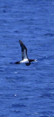 Sula leucogaster observed 2026-10-19