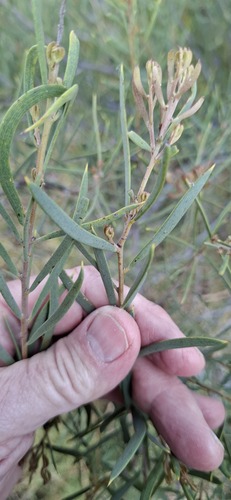 Acacia oswaldii observed 2026-10-12