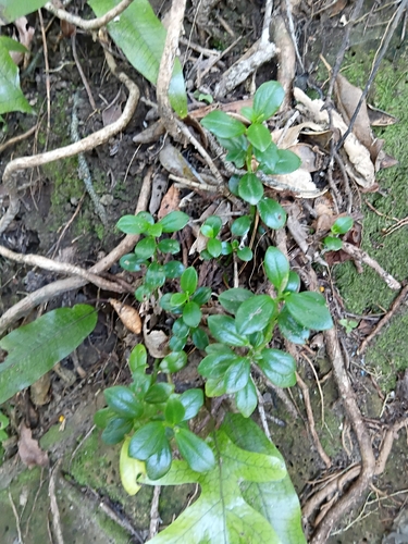 Peperomia urvilleana observed 2026-10-20