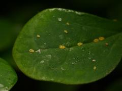 Liosomaphis berberidis