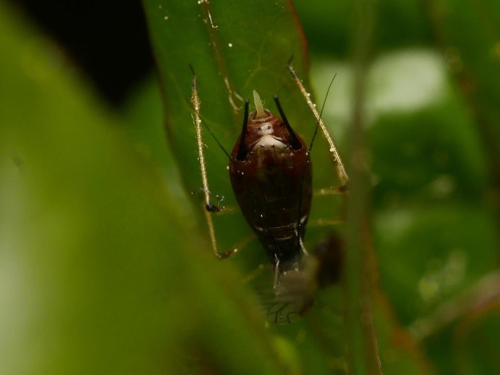 Uroleucon murale