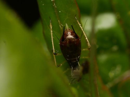 Uroleucon murale