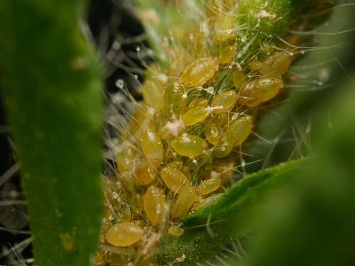 mealy plum aphid