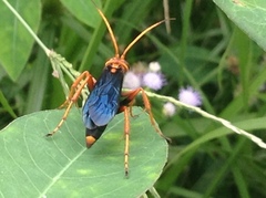 Hemipepsis tamisieri