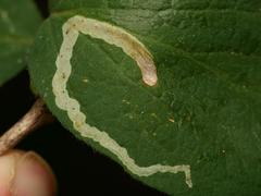 Aulagromyza cornigera