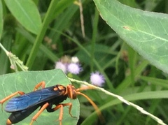 Hemipepsis tamisieri
