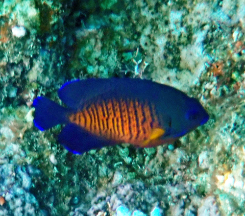 Centropyge bispinosa observed 2026-10-18