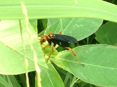 Hemipepsis tamisieri