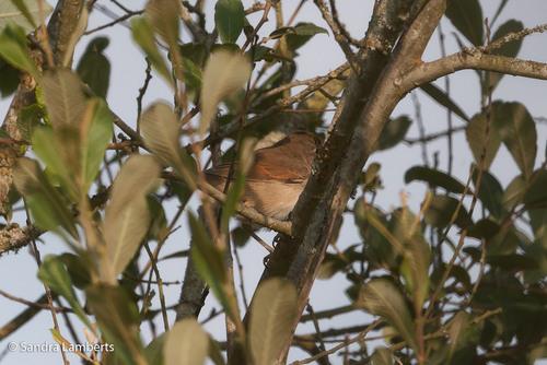iNaturalist image