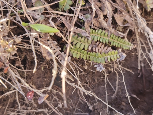 Austroblechnum penna-marina observed 2026-10-18