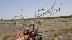 Heliotropium calcareum