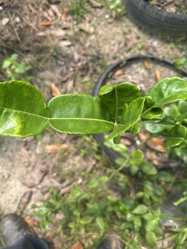 Citrus hystrix observed 2026-10-20