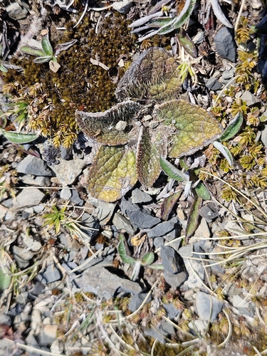 Brachyglottis bellidioides observed 2026-10-18