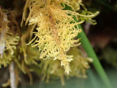 Thuidiopsis furfurosa observed 2026-10-18